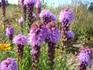 Liatris spicata 'Kobold'