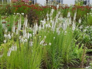 Liatris spicata 'Alba'