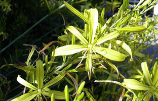 Asphodeline liburnica