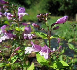 Penstemon smallii