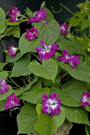 Ipomoea imperialis 'Sunrise Serenade'