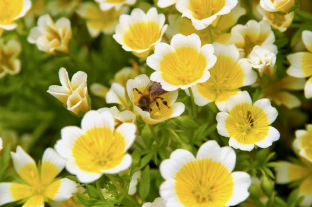 Limnanthes douglasii