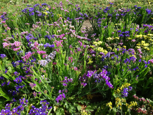 Limonium sinuatum 'Pacific-Hybriden'