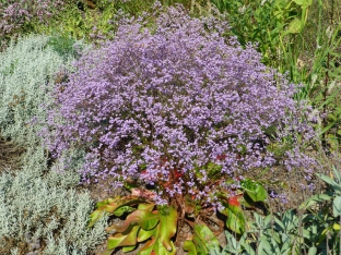 Limonium latifolium