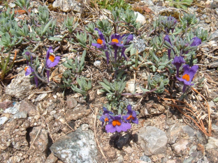 Linaria alpina