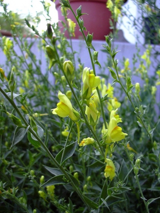 Linaria genistifolia ssp. dalmatica