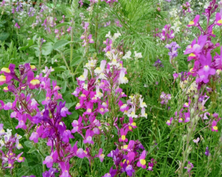 Linaria maroccana 'Northern Lights'