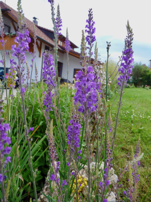 Linaria purpurea