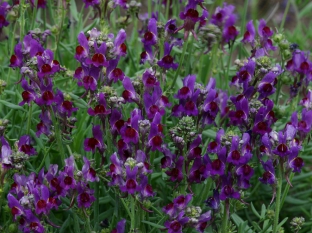 Linaria aeruginea