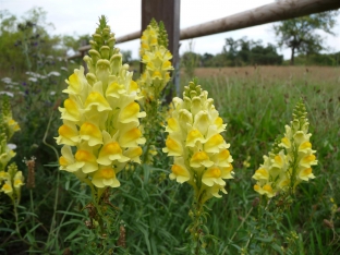 Linaria vulgaris