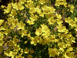 Linum flavum 'Compactum'