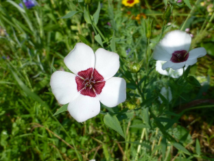 Linum grandiflorum 'Bright Eyes'