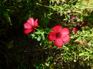 Linum grandiflorum 'Rubrum'