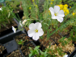 Linum perenne 'Album'