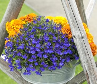 Lobelia erinus 'Blue Carpet'