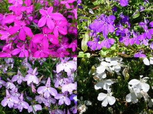 Lobelia erinus pendula 'Cascade Mix'