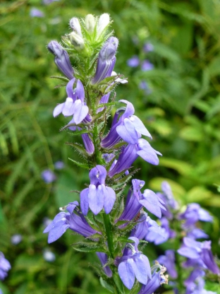 Lobelia siphilitica