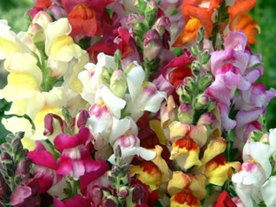 Antirrhinum majus nanum 'Dark Leaved Mix'