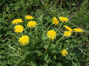 Taraxacum officinale