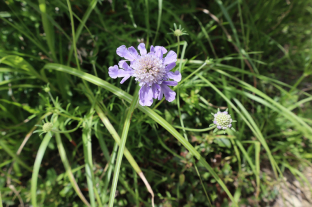 Lomelosia graminifolia