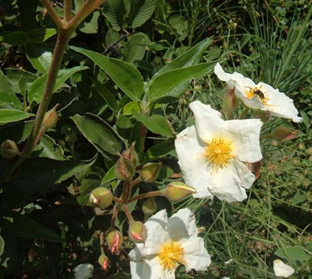 Cistus laurifolius