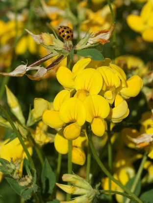 Lotus corniculatus
