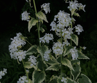 Lunaria annua 'Variegata'