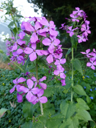 Lunaria annua (violett)