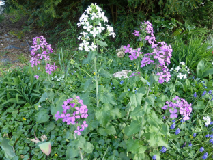 Lunaria annua (Mischung)