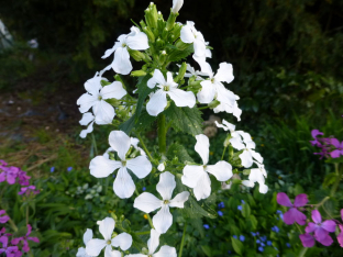 Lunaria annua (weiss)