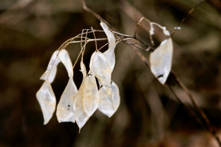 Lunaria rediviva