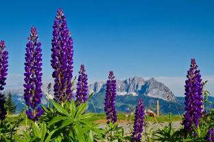 Lupinus polyphyllus