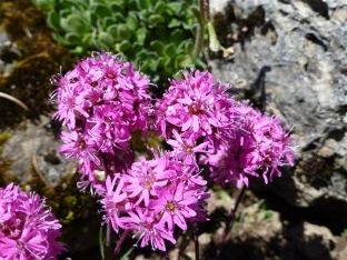 Lychnis alpina