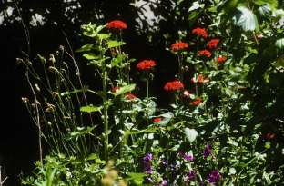 Lychnis chalcedonica