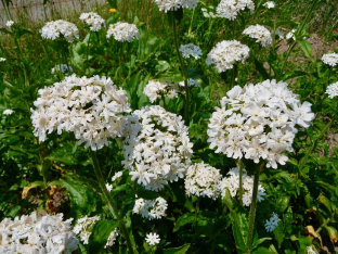 Lychnis chalcedonica 'Rauhreif'
