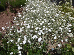 Lychnis coronaria 'Alba'