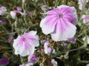 Lychnis coronaria 'Oculata'