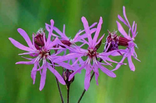 Lychnis flos-cuculi