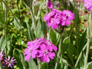 Lychnis flos-jovis