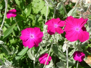 Lychnis coronaria