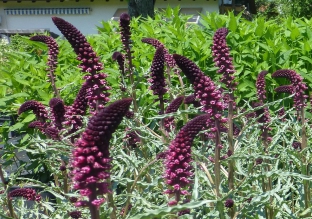 Lysimachia atropurpurea