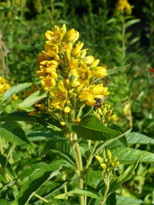 Lysimachia vulgaris