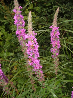 Lythrum salicaria