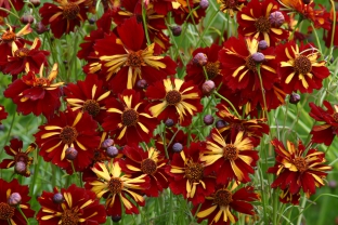 Coreopsis tinctoria 'Roulette'