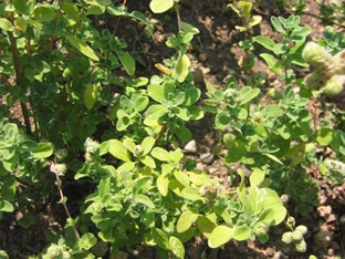 Origanum majorana