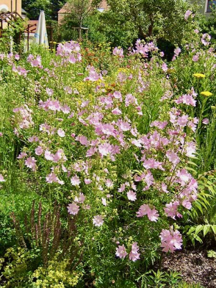 Malva alcea 'Fastigiata'