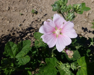 Malva thuringiaca (Lavatera)