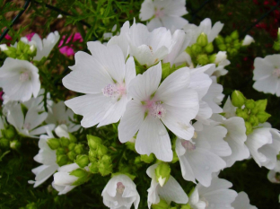 Malva moschata 'Alba'