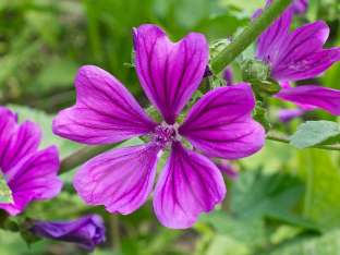 Malva sylvestris