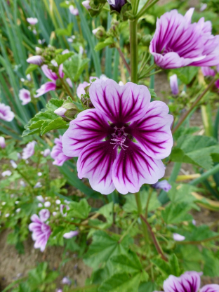 Malva sylvestris 'Zebrina'
